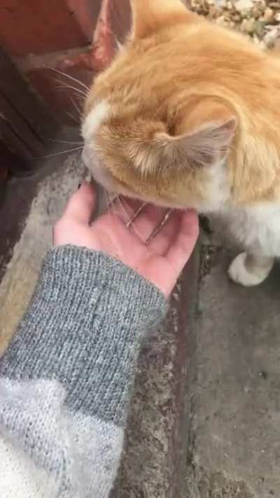 This kitty comes to visit my bfs house sometimes