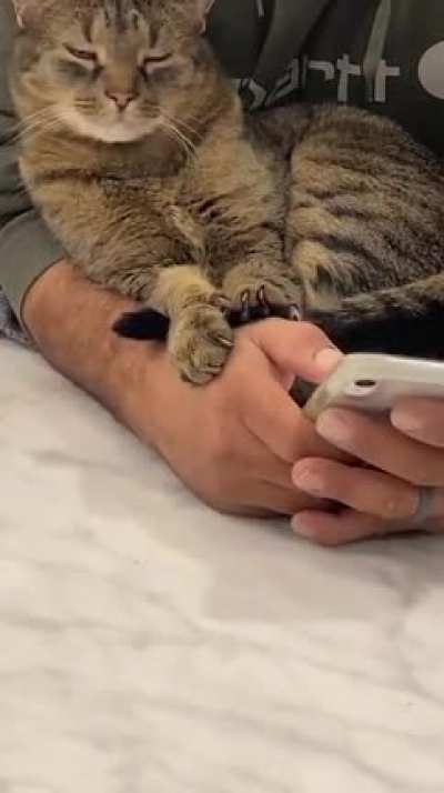 Cozy cat