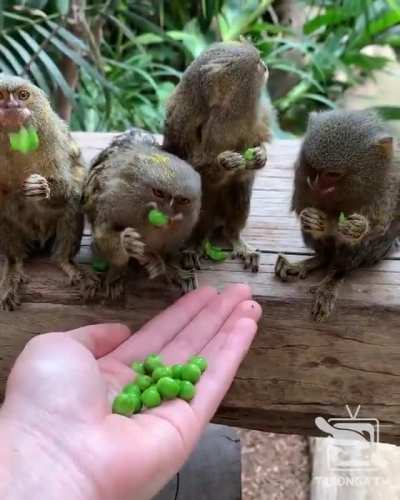 These Pygmy Marmosets eating Peas ( I love the way they chew with their mouths open...SO cute)
