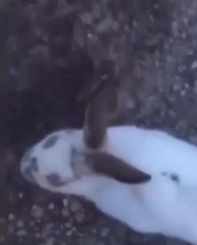 Who says animals don’t have feelings? He found this rabbit mourning on the dead body of its mate