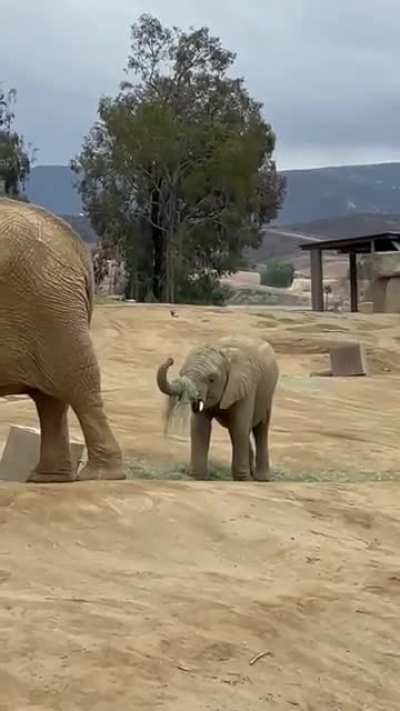 Baby elephant gives himself a grass hat