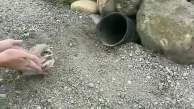 The owl bucket