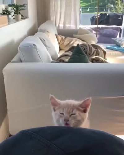 Bonk