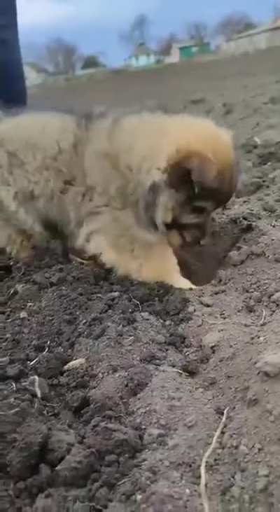 Puppy helps plant potatoes in Ukraine 🇺🇦 🐶