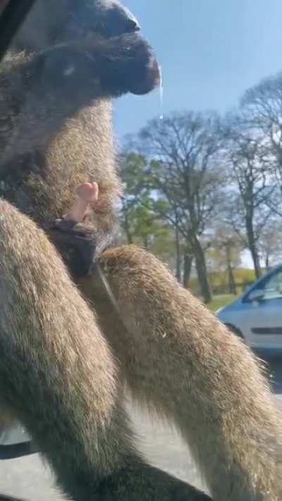 Thanks, I hate safari parks