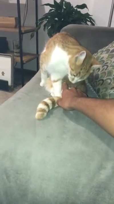 Kitty :)