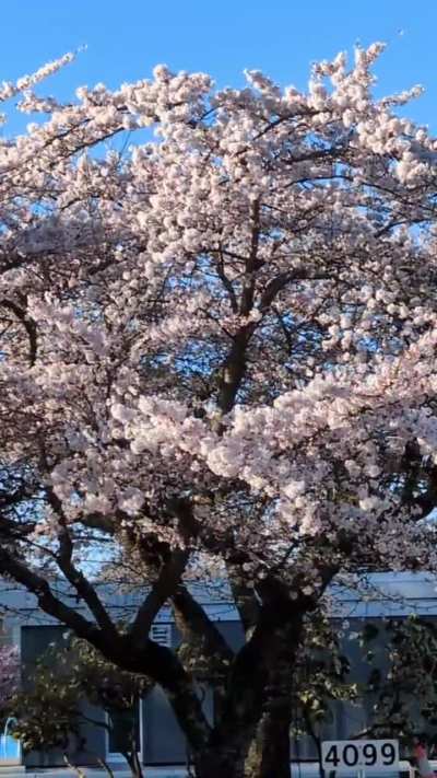 Sakura