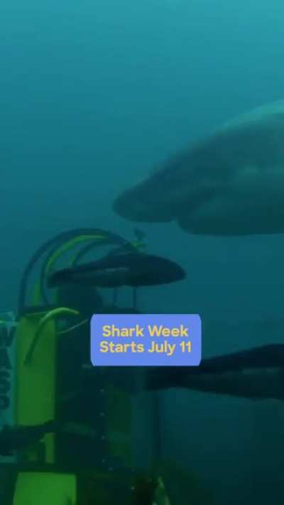 This is Discovery Channel's promotion for their upcoming Shark Week
