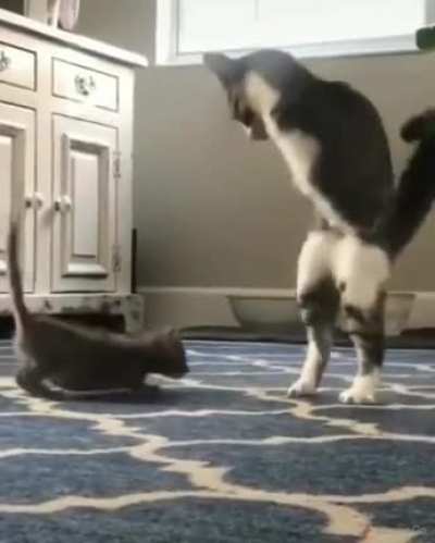 Котикозавр Ррррмяу