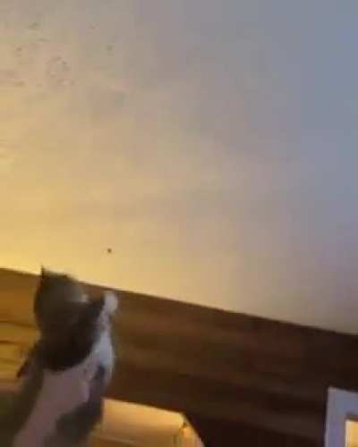 I love how everyone is just broing out with the kitties..