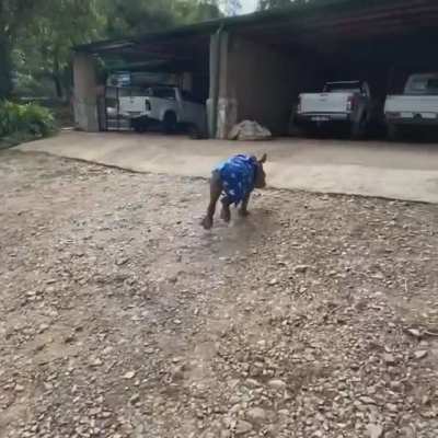 Brining the blanket along for a morning gallop (Care For Wild Rhino Sanctuary)