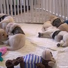 Future service dogs trying to get used to their vests!