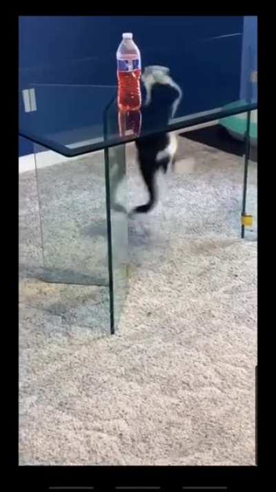 Maybe a glass desk was the wrong choice