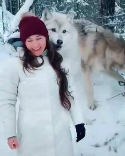 Cute Wolf