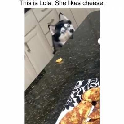 Doggo likes cheese