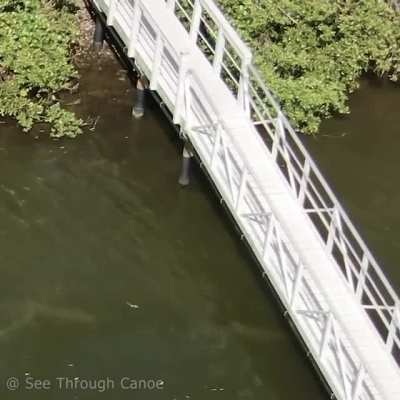 Dolphin launches a fish over a dock with its tail