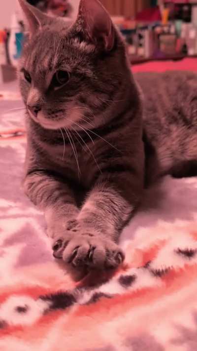 Mr. Blooregard getting ready for bed