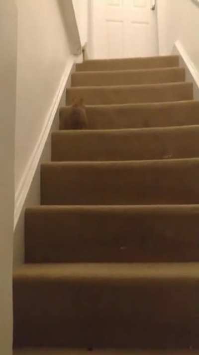 I saw a post of some pigs climbing stairs the other day, so I thought I'd share a video of our speedy boys