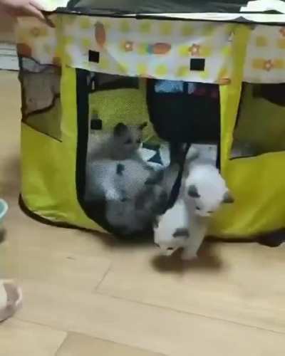 Wunk camp 
