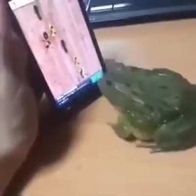 Frog plays phone game