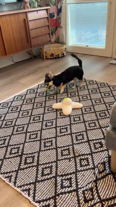Thinks she is a cat. Cat just wants her toy back.