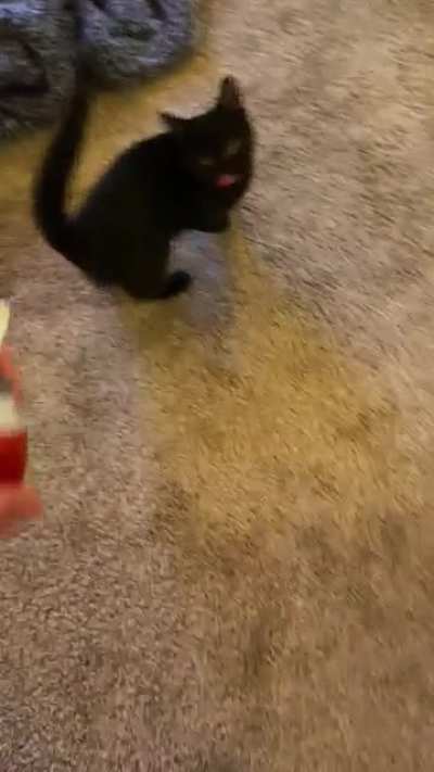 This is Chef and she will steal your whipped cream (don’t worry she got some eventually)