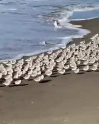 RUN!!!