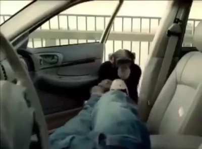 A monke can’t have car in Detroit