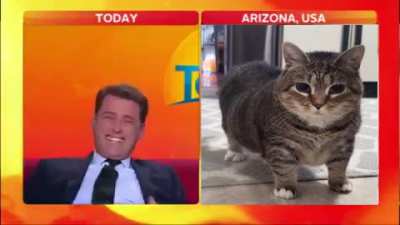 Look at that cat 😳
