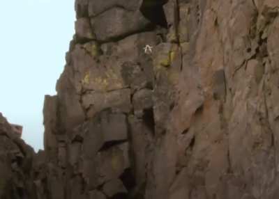 🔥In order to survive, Barnacle Goose chicks must leap from their nests high on the cliff to join their parents below where they can find food