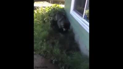 Husky's Tantrum