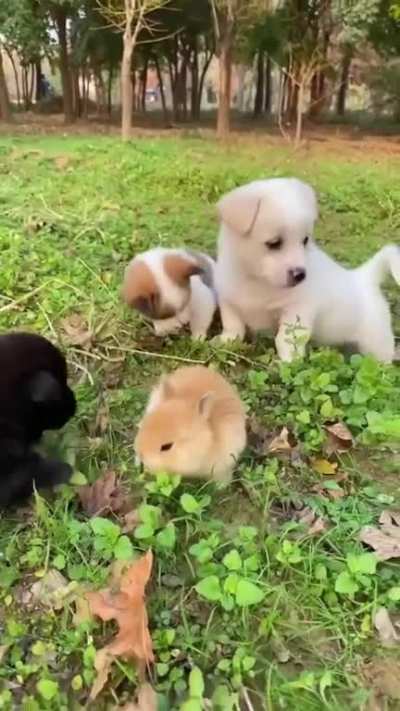 Cute and Catch
