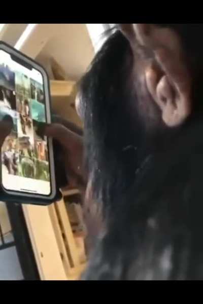 Ape Using A Smartphone