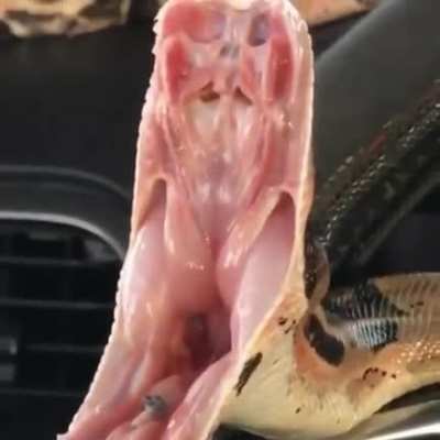 Snake take the wheel