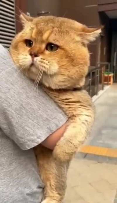 What breed is this cat