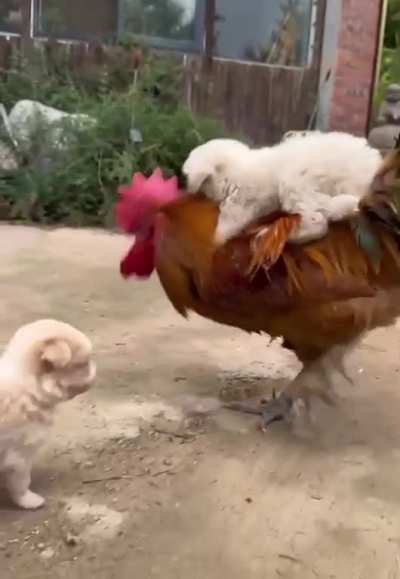 They seem to have a good relationship. Are the chickens willing?