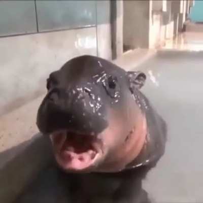 babyhippos