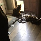 Maeby hates it when her dog goes outside in the morning and screams until he comes back in. Every morning.