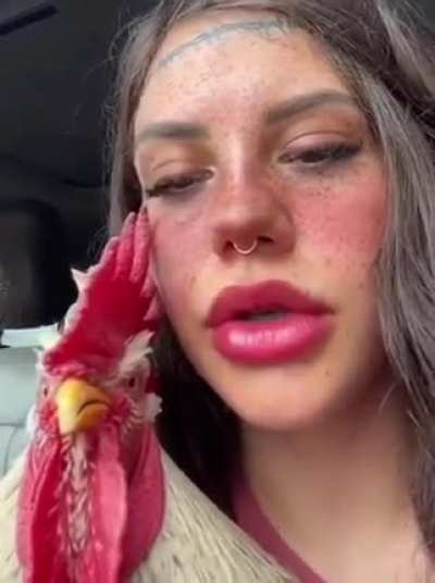 El gallo boricua