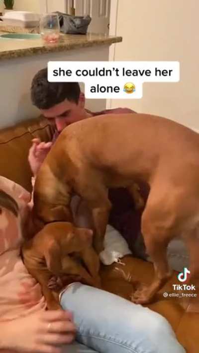 Vizsla friends