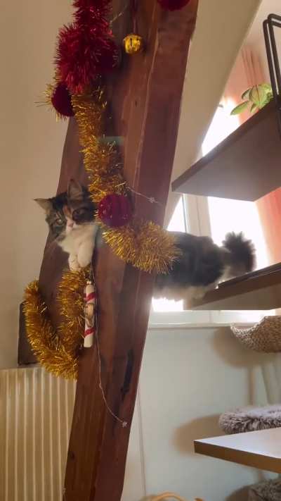Boo’s first Christmas 🎄
