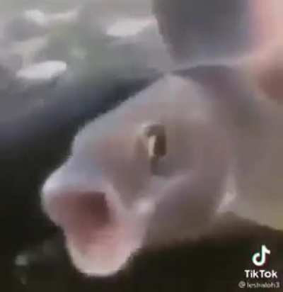 aaah