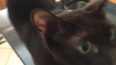 Rattle demands to be brushed! (With bonus purring)