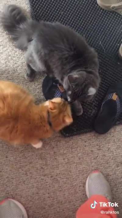 Welcome Home Cheater