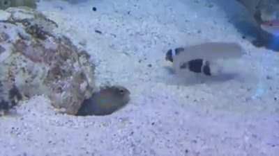 Peixe guspideiro