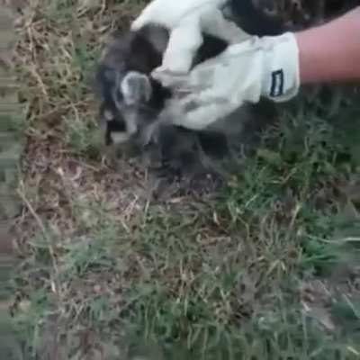 lil guy