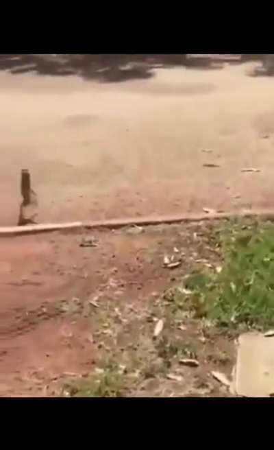 Run derp, run