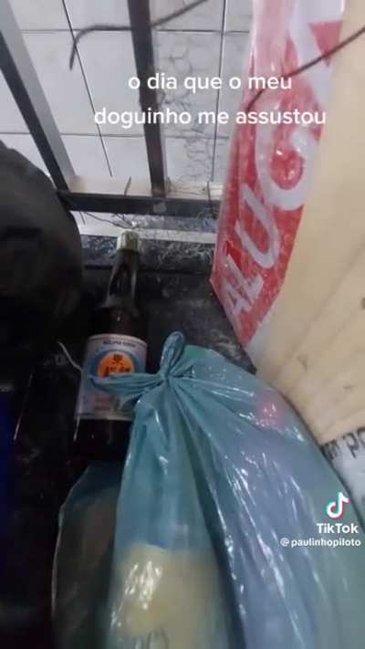 eita doguinho