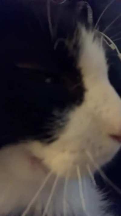 Brbrbrbrbrbrbrbrbrbr (plus teefies!)