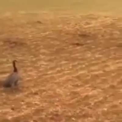 ARE YOU NOT ENTERTAINED